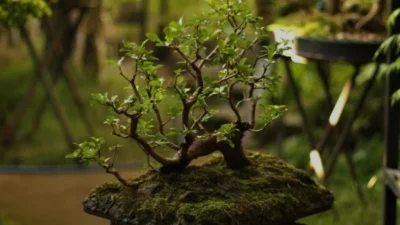 5 Bonsai Gaya Natural yang Menawan dan Aesthetic