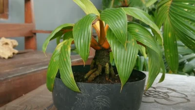 bonsai tree kelapa