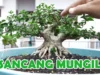 6 Tips Merawat Bonsai Sancang Terbaik Kecantikan Alam Berukuran Mini