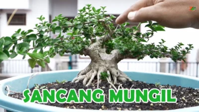 6 Tips Merawat Bonsai Sancang Terbaik Kecantikan Alam Berukuran Mini