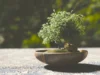 5 Tips Merawat Bonsai Serut Grouping Yang Simple, Cocok Untuk kamu Yang Pemula!