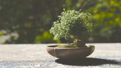 5 Tips Merawat Bonsai Serut Grouping Yang Simple, Cocok Untuk kamu Yang Pemula!