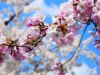 10 Langkah Budidaya Bonsai Sakura, Bunga Cantik Khas Jepang