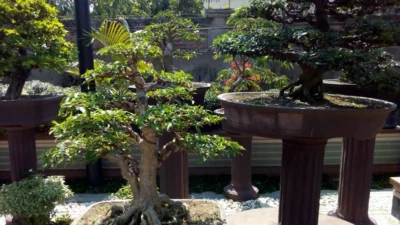 Meniti Jejak Ahli Bonsai Panduan Lengkap Budidaya Bonsai untuk Taman yang Indah