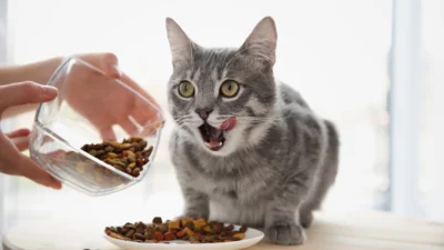 Panduan Dry Food Kucing: Manfaat, Cara Memilih, dan Tips Pemberian