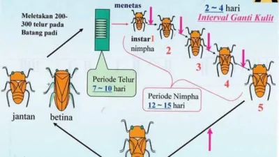 Hama Wereng, Tantangan Petani Padi