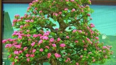 Bonsai Lantana