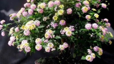 Bonsai lantana juara Mikro