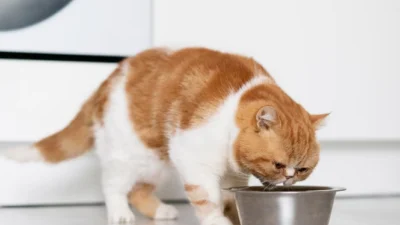 Rekomendasi Snack Kucing Terbaik, Cemilan Si Anabul Kaya Nutrisi dan Gizi (image from Freepik)