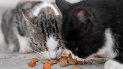 Rekomendasi Dry Food Kucing yang Murah, Dijamin Aman dan Kualitas Tetap Bagus (image from Freepik)