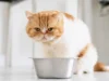 Rekomendasi Wet Food untuk Kucing yang Terbaik, Dijamin Makannya Makin Lahap dan Cepat Gemuk (image from Freepik)