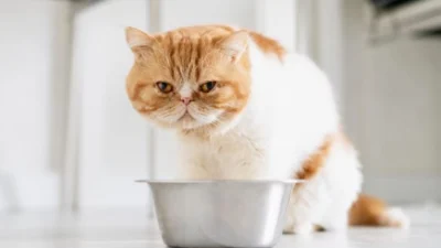 Rekomendasi Wet Food untuk Kucing yang Terbaik, Dijamin Makannya Makin Lahap dan Cepat Gemuk (image from Freepik)