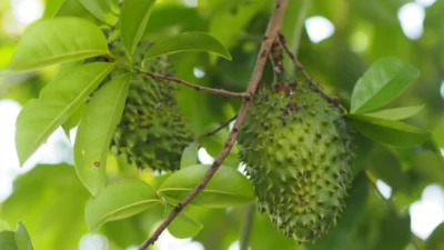 6 Manfaat Daun Sirsak Untuk Pria