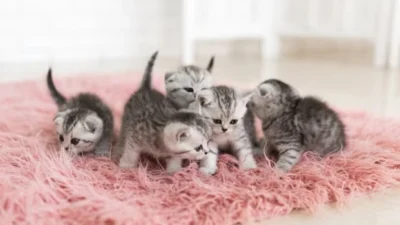 Cara Merawat Anak Kucing yang Baru Lahir, Perhatikan Hal Ini Biar Kucing Tetap Sehat! (image from Freepik freepic.diller)