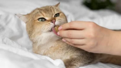 Rekomendasi Vitamin Kucing Terbaik, Dijamin Nafsu Makan Meningkat dan Bulu Makin Tebal (image from Freepik)