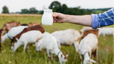 Sebelum Meminum Susu Etawalin Ketahui Lebih Jauh Manfaat, Resiko dan Tipsnya disini