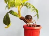 9 Cara Merawat Bonsai Kelapa Harga 15 Juta