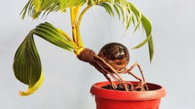 9 Cara Merawat Bonsai Kelapa Harga 15 Juta