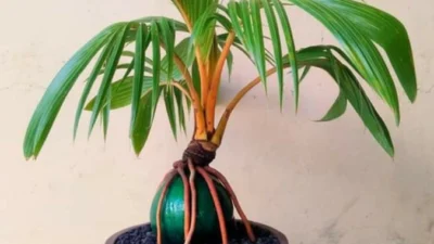 Cara Membuat Bonsai Kelapa Harga 15 Juta