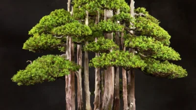 Ini Wujud Bonsai yang Harganya 1M Telihat Sangat Indah