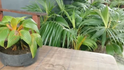 Cara Membuat Bonsai Kelapa Daun Kerdil Pelepah Pendek