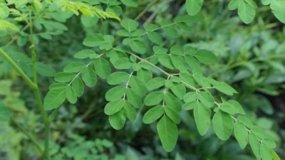 5 Manfaat Daun Kelor untuk ASI: Rutin Mengonsumsi Bisa Bikin ASI Deras, Bu! (Sumber Gambar: Nature & Garden)