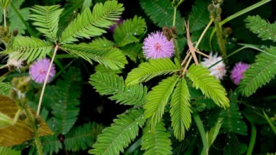 10 Manfaat Daun Putri Malu Untuk Kesehatan