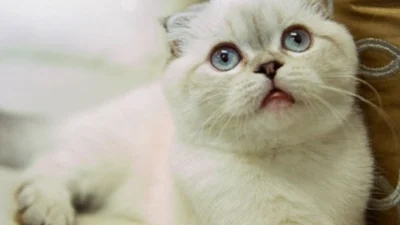 5 Fakta Menarik Kucing Ras Scottish Fold: Ada yang Serumah sama Taylor Swift! (Sumber Gambar: Taylor Swift Switzerland)