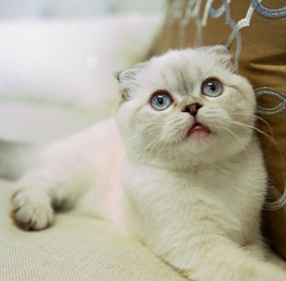 5 Fakta Menarik Kucing Ras Scottish Fold: Ada yang Serumah sama Taylor ...