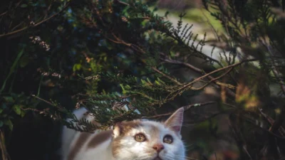 Ras Kucing Termahal di Dunia (Image From: Pexels/Alex Bargain)