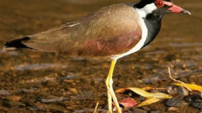 5 Burung Langka yang Dilindungi di Indonesia, Nomor 3 Paling Sulit Ditemukan!