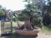 Bonsai 15 Juta