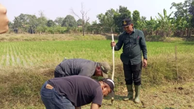 Dinas Pertanian Subang: Kekeringan Rugikan Petani Hingga Rp7,5 Miliar