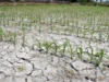 Puncak Musim Kemarau, Petani di Pantura Terancam Gagal Panen