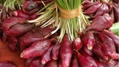 Manfaat Bawang Dayak Tanaman Rempah dengan Segudang Manfaat