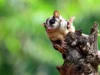 7 Cara Merawat Sugar Glider untuk Pemula, Hewan Menggemaskan yang Bikin Greget Tingkahnya (image from Freepik kuritafsheen77)