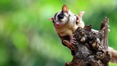 7 Cara Merawat Sugar Glider untuk Pemula, Hewan Menggemaskan yang Bikin Greget Tingkahnya (image from Freepik kuritafsheen77)