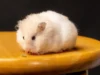 Pintar Cara Memelihara Hamster dengan Benar, Awas Mudah Sensitif Lho! (image from Pexels nestorsh)