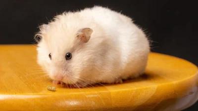 Pintar Cara Memelihara Hamster dengan Benar, Awas Mudah Sensitif Lho! (image from Pexels nestorsh)