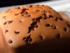 Resep Chocolate Castella Cake, Bolu Lembut Asal Jepang Dijamin Anti Gagal dan Anti Kempes (image from screenshot Youtube molala cook)