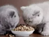 Makanan Terbaik untuk Kucing Angora, Nutrisi yang Diperlukan untuk Bulu yang Indah