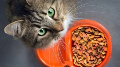 Rekomendasi Dry Food Kucing Terbaik untuk Si Meong Kesayangan