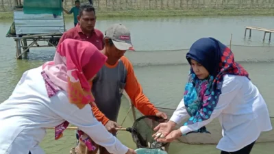 Dampak Kemarau Panjang, Petani dan Pembudidaya Ikan di Subang Merugi