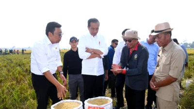 Meski Ada Fenomena El Nino, Petani Subang Tetap Optimis Panen Melimpah dan Harga Gabah Tinggi