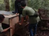 Cikao Park Lepas Liar 10 Landak Jawa