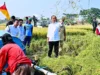 Jokowi Katakan Pasokan Beras Subang Dapat Menambah Cadangan Beras Nasional