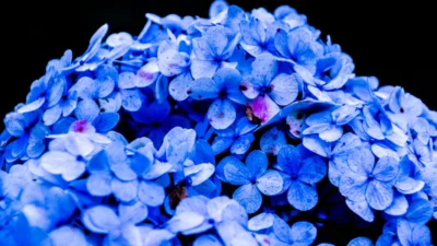 Makna Bunga Hydrangea yang Cantik (Image From: Pexels/Azzam Faruqi)