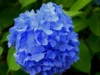 Tips Merawat Bunga Hydrangea (Image From: Pexels/Pixabay)