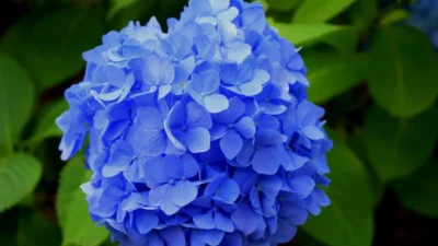 Tips Merawat Bunga Hydrangea (Image From: Pexels/Pixabay)