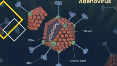 Infeksi Adenovirus. (Sumber Ilustrasi: /info.biosm-indonesia.com)